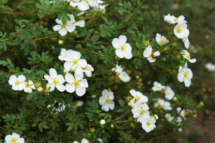 Suvi ekstrakt korena bele steže – petoprsnice (Potentilla alba 